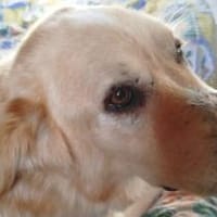 MONA - eine sanfte und soziale Hündin, Hündin zur Adoption