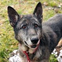 Nasfa, sportl. aktive Hündin, Hündin zur Adoption