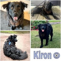 KIRON * besterFreund für seinen Menschen, Hund zur Adoption