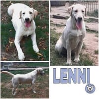 LENNI -rundum toller Junghund-, Hund zur Adoption