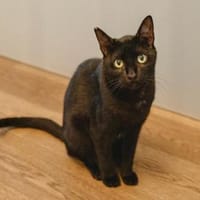 Vagos, sozialer Panther, ca. 1 Jahr, Kater zur Adoption