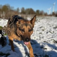 Eva - loyaler Wegbegleiterin, Hündin zur Adoption