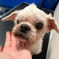 Senior Teo ❤ sucht seinen Gnadenplatz, Hund zur Adoption