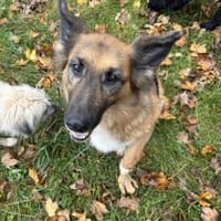 Moni - unsere sanfte Seele, Hündin zur Adoption