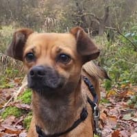 Isolde, Winzling sucht Körbchen, Hündin zur Adoption