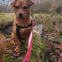 Helia, klein, zart sucht Körbchen, Hündin zur Adoption