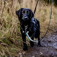 Soziales Hundemädchen ERIKA sucht ♥, Hündin zur Adoption