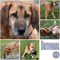 BARONEASA * ruhige, schüchterne Lady, Hündin zur Adoption