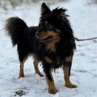 Kuno - mit Charme, Herz und Charakter ❤, Hund zur Adoption