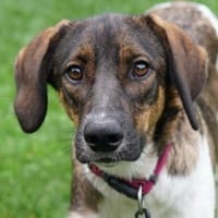 Diona, geb. ca. 05/2024, 48291 Telgte, Hündin zur Adoption