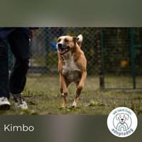 Kimbo: Sensibler Hund mit Potenzial, Hund zur Adoption