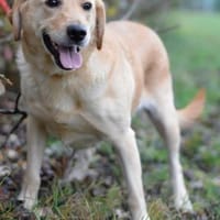 Lustiges Labbimixmädchen Bärbel, Hündin zur Adoption