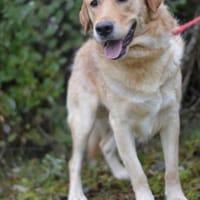 Freundlicher Labrador Basti sucht...., Hund zur Adoption