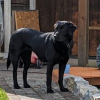 Sara, sportliche Labrador - Mix Hündin, Hündin zur Adoption