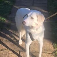 Zuri, Hündin zur Adoption