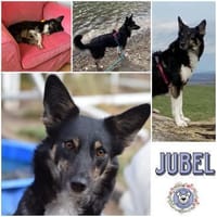 JUBEL * sportliche Gefährtin, Hündin zur Adoption