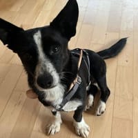 Anatoli wartet auf PS in HH!, Hund zur Adoption