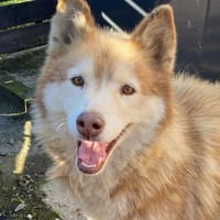 Die tolle Lia sucht ihr Zuhause, Hündin zur Adoption