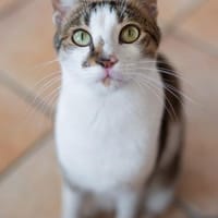 Tinker, neugieriger Sonnenschein, 1J, Katze zur Adoption