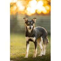 Minouh - wartet in 74535 Mainhardt, Hündin zur Adoption