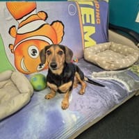 Katzenliebe MARTA hofft auf eine Familie, Hündin zur Adoption