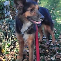 Junge liebe Alisa, Hündin zur Adoption