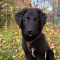 Butterfly unser Schönheit..., Hündin zur Adoption