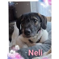 Neli - wartet in 38640 Goslar, Hündin zur Adoption