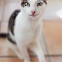 Leon, zurückhaltender Tiger, ca. 1 Jahr, Kater zur Adoption