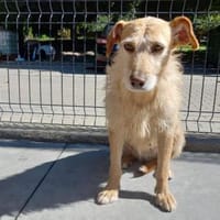 BECKY ❤ sucht einfühlsame Menschen, Hündin zur Adoption