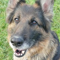 RAVEN, chienne à adopter