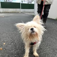 MILOU, chien à adopter