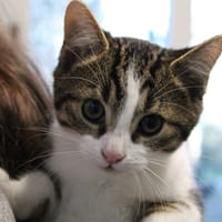 zuzu, chat à adopter