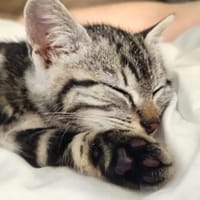 CAPTAIN, chat à adopter