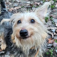 AKELA, chien à adopter