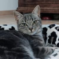 Angela, chatte à adopter