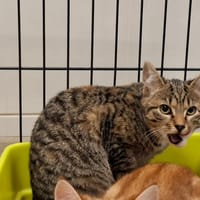 tigrou, chat à adopter