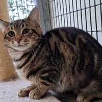 TADITA, chatte à adopter