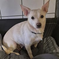 ROXY, chienne à adopter