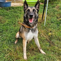 Pako, chien à adopter