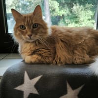 Ninja, chat à adopter