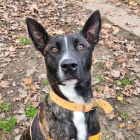 HORACE, chien à adopter