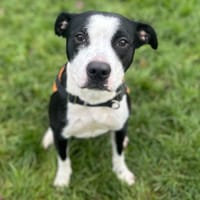 ALMA OAA19893, chienne à adopter