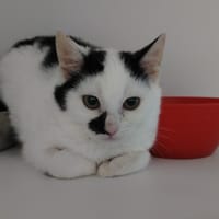 JEAN, chat à adopter