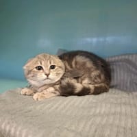 MADDY, chatte à adopter