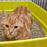 ROUKY, chat à adopter