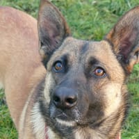 POOH, chienne à adopter