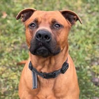 Nao paa23085, chien à adopter