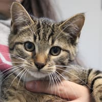 George, chat à adopter