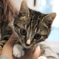 Peppa, chatte à adopter